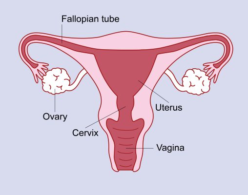 Types of gynecological surgery in Iran